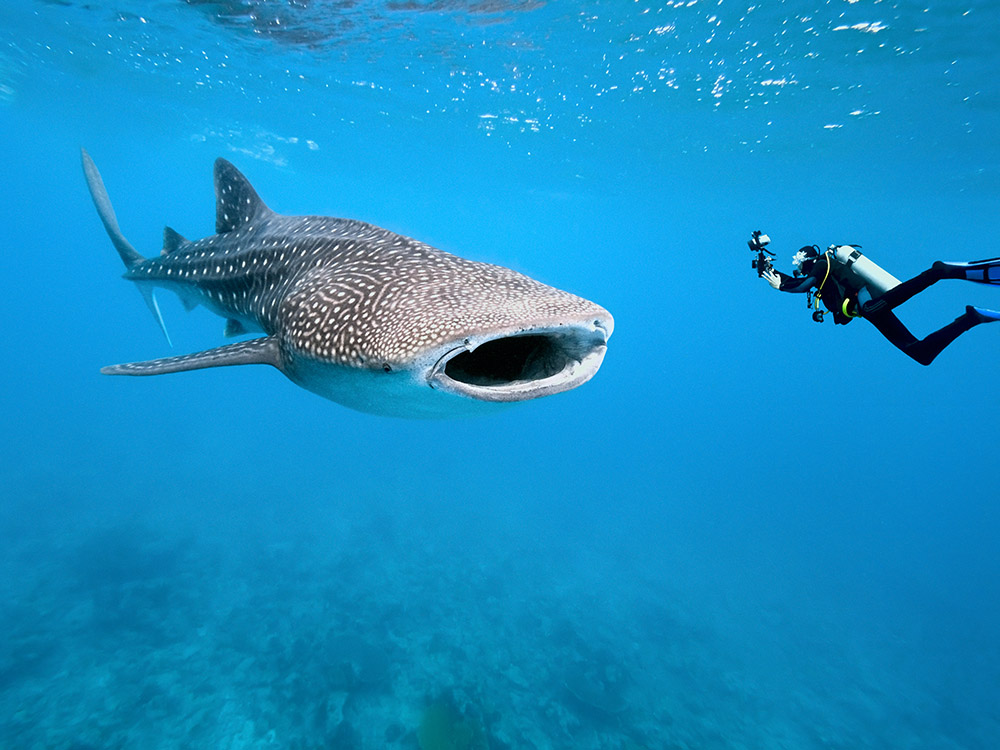 Auf Outrigger Maldives Maafushivaru Resort kann während des ganzen Jahres besteht die Möglichkeit, Walhaie und Mantas zu sehen.