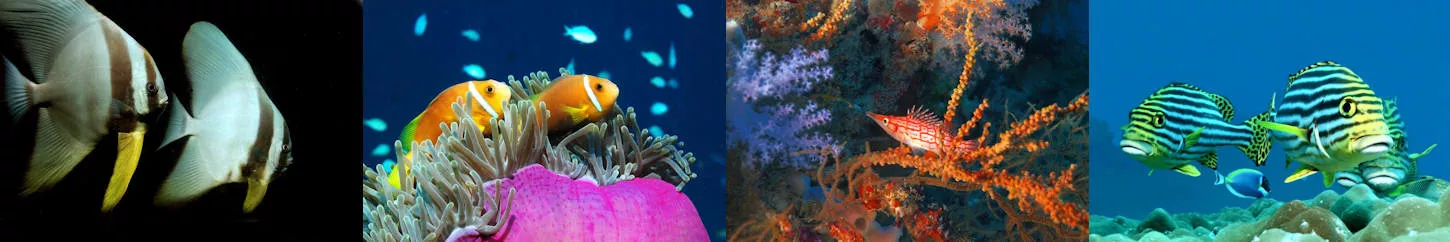 Mehr als 1.000 Fischarten und andere Unterwasserspezies bevölkern die maledivischen Gewässer.