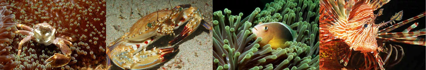 Mehr als 1.000 Fischarten und andere Unterwasserspezies bevölkern die maledivischen Gewässer. 