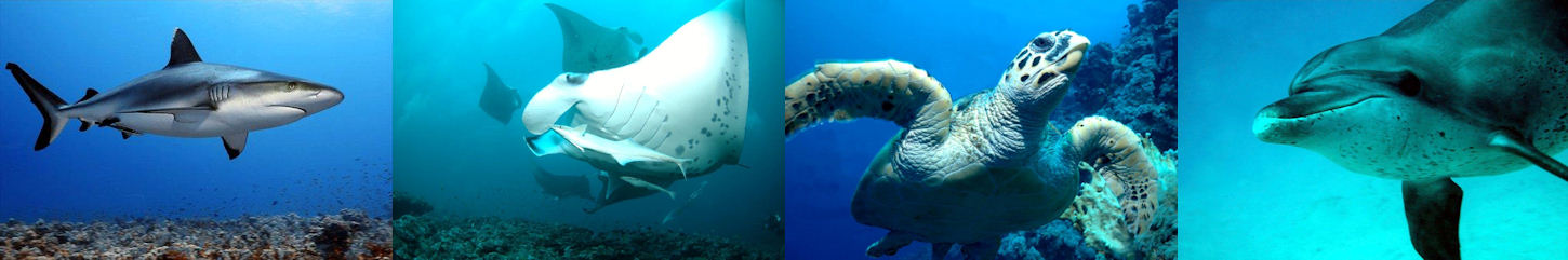 Beim Tauchen können Haie, Schildkröten und mit etwas Glück auch Mantas, Walhaie oder sogar Delfine gesehen werden.