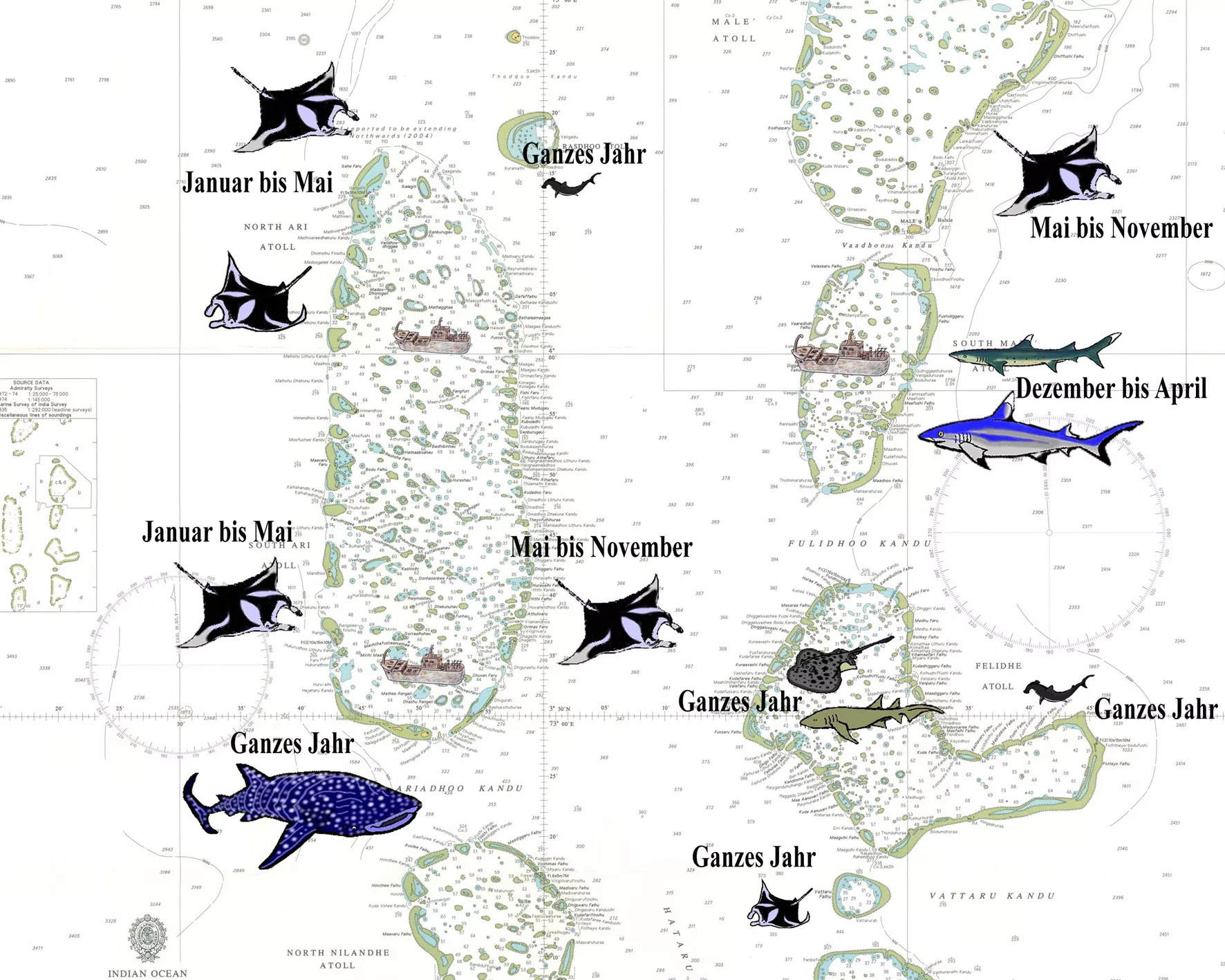 Wo finde ich die Grossfische? Grossfische – Haie, Mantarochen und Walhaie gibt es teilweise das ganze Jahr.